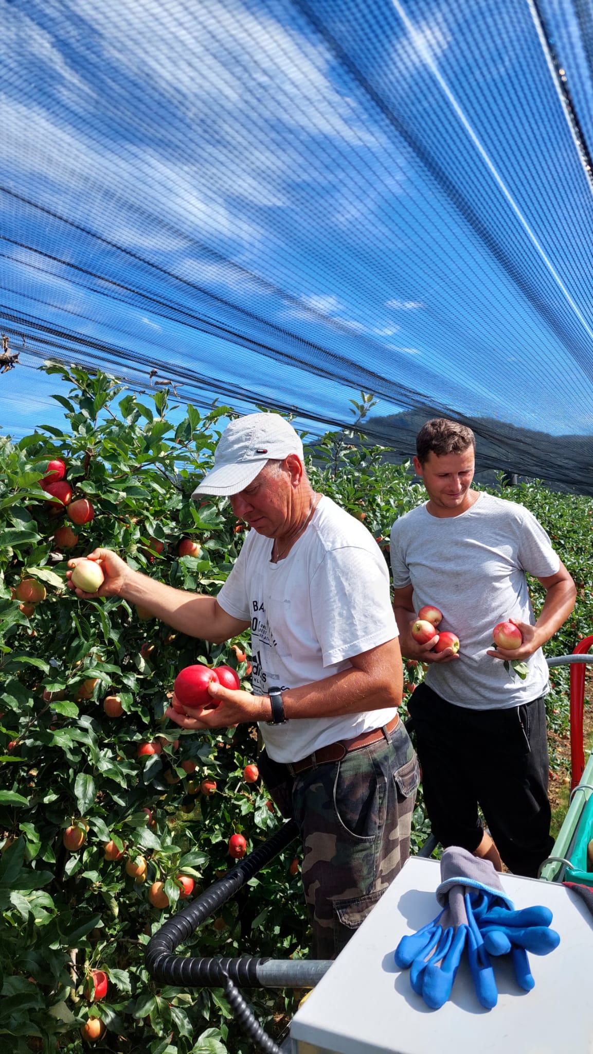 Teammitglied am Spaliersystem